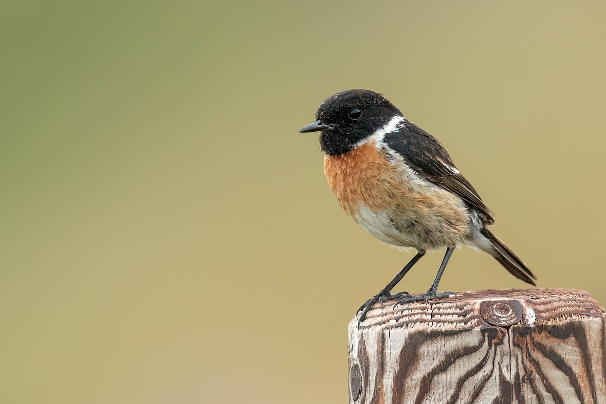 European Stonechat - ML621711208