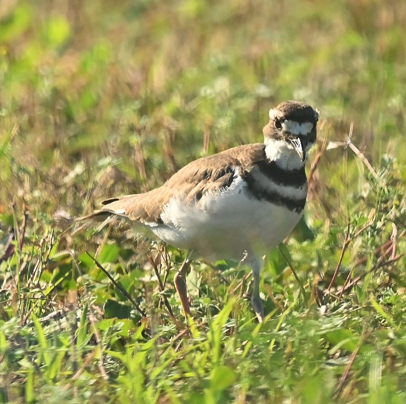 Killdeer - ML621711221