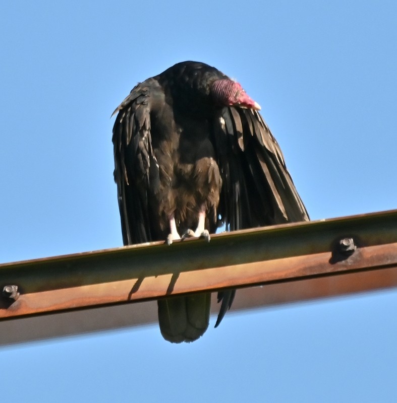 Turkey Vulture - ML621711230