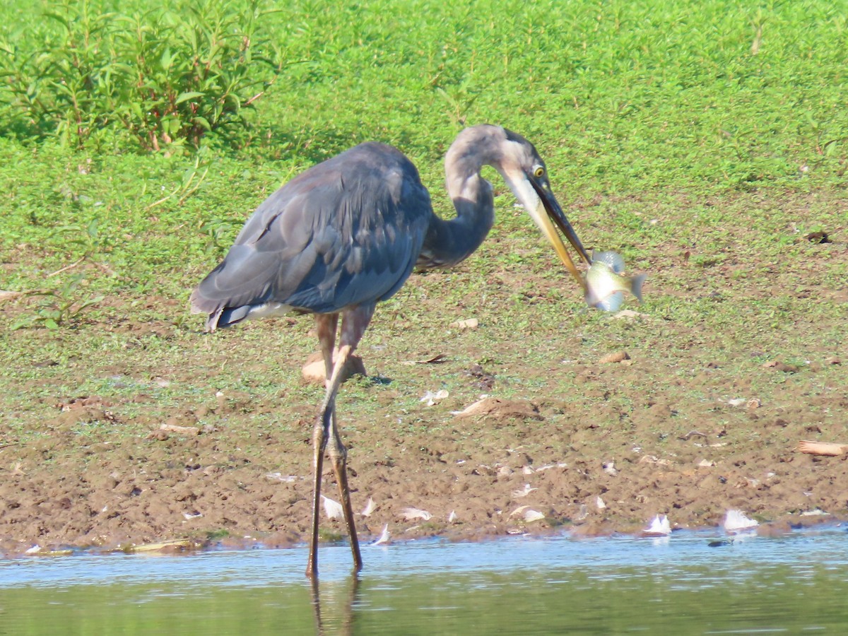 Great Blue Heron - ML621711264