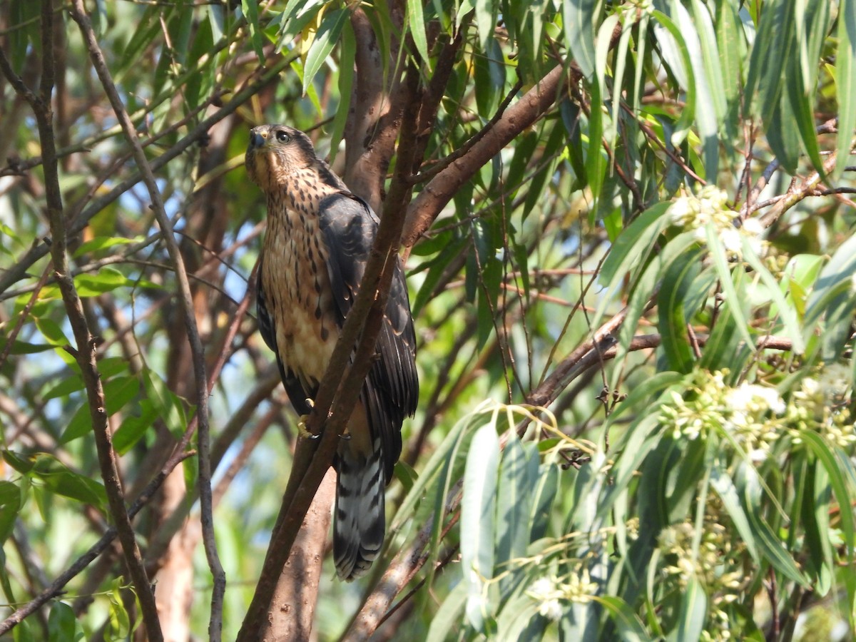 Black Goshawk - ML621711289