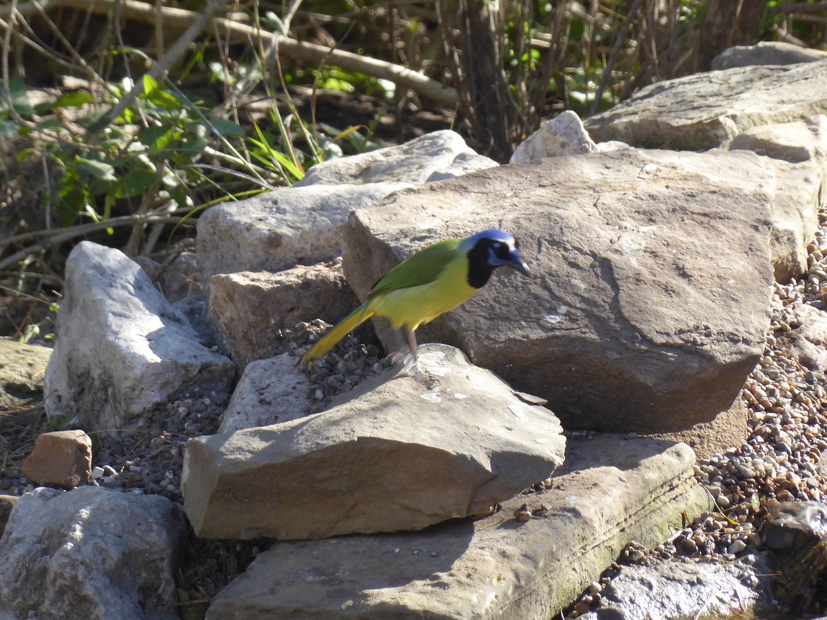 Green Jay - ML621711290