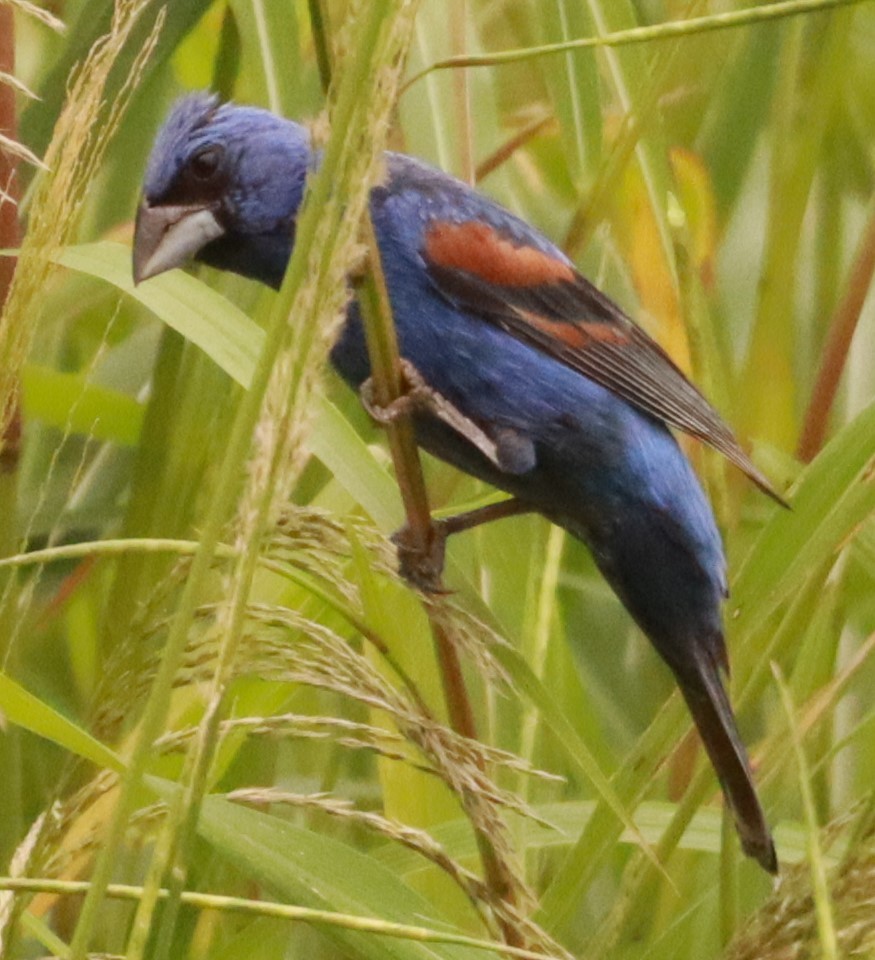 Guiraca bleu - ML621711338