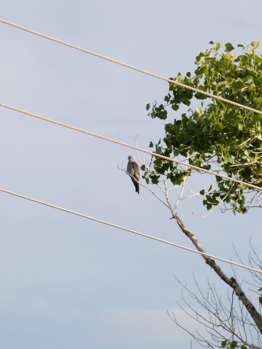 Mississippi Kite - ML621711348