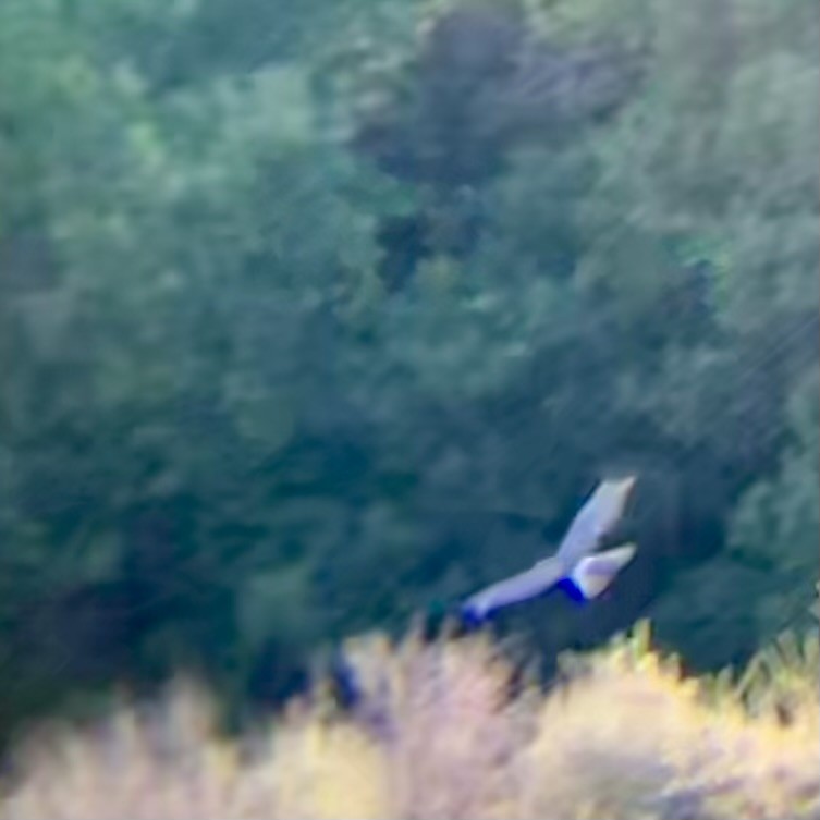 Northern Harrier - ML621711435