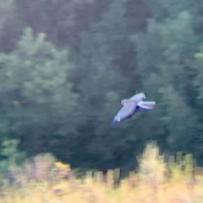 Northern Harrier - ML621711437