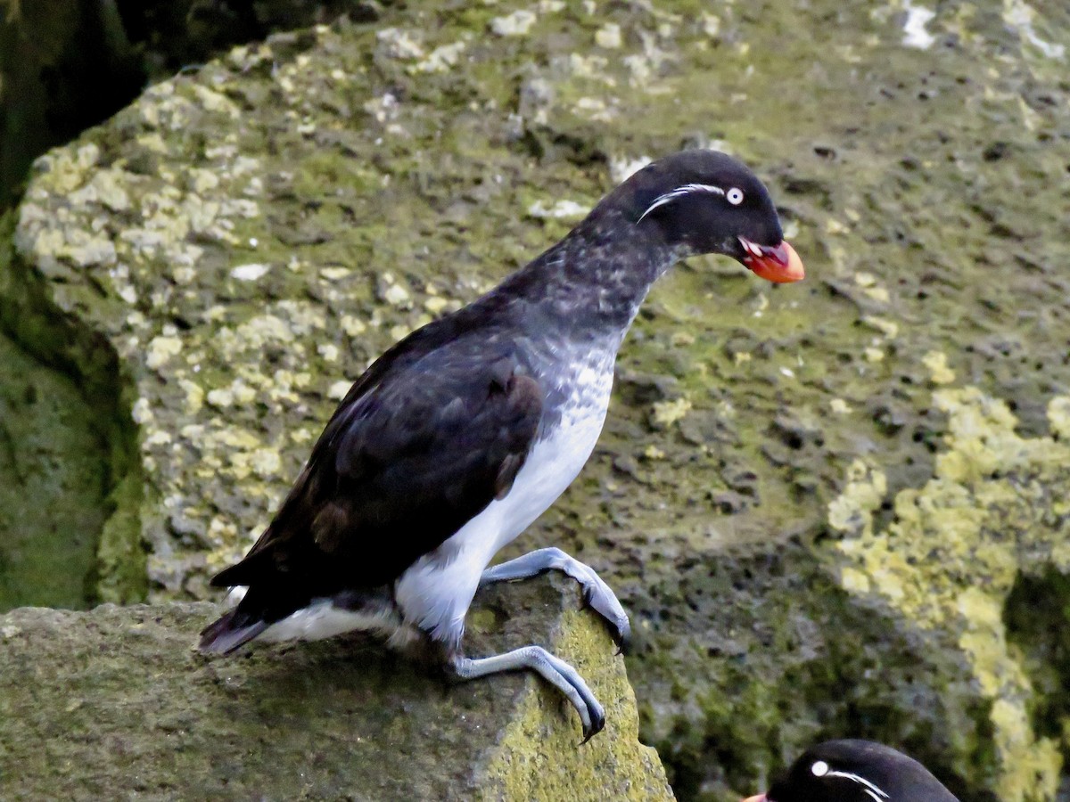 Parakeet Auklet - Larry Moore