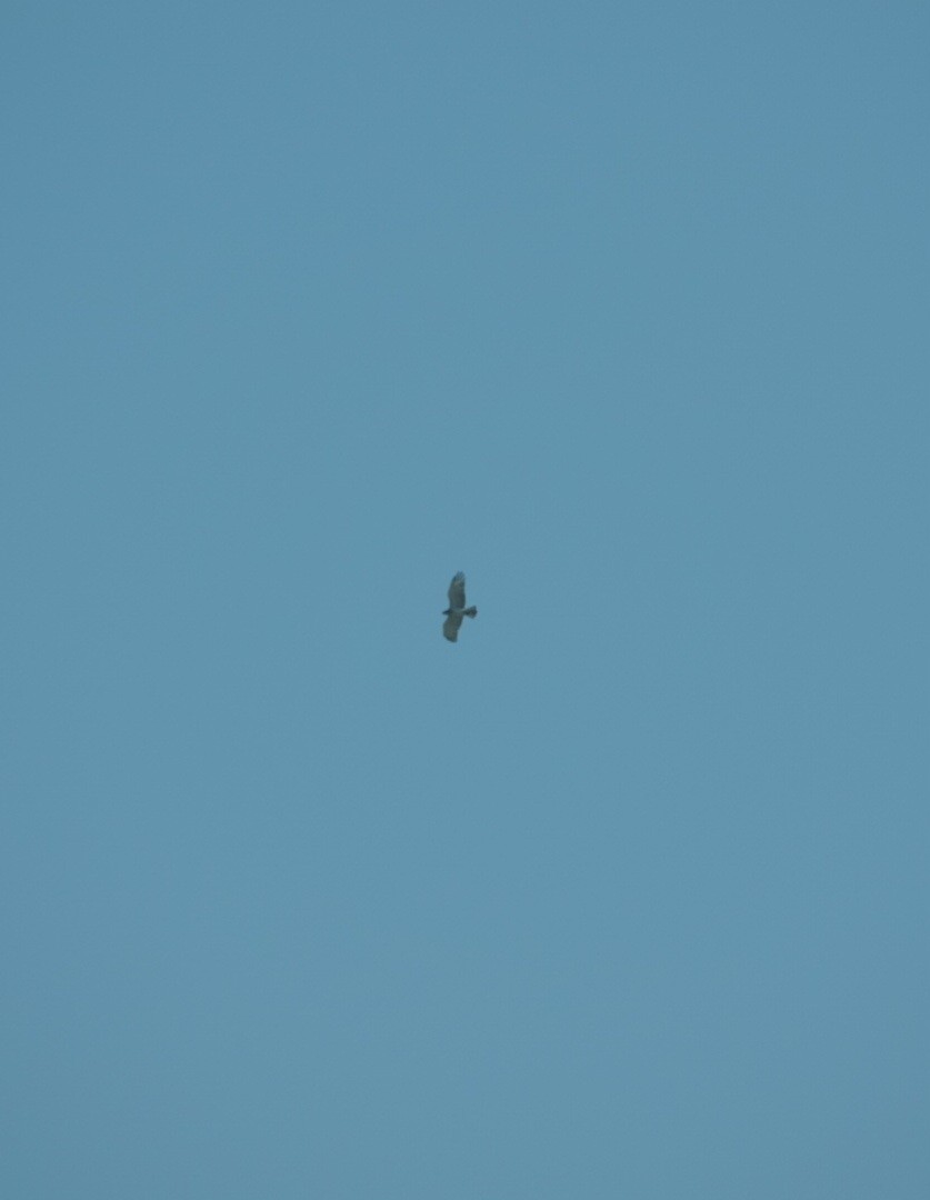 Schlangenadler - ML621711527