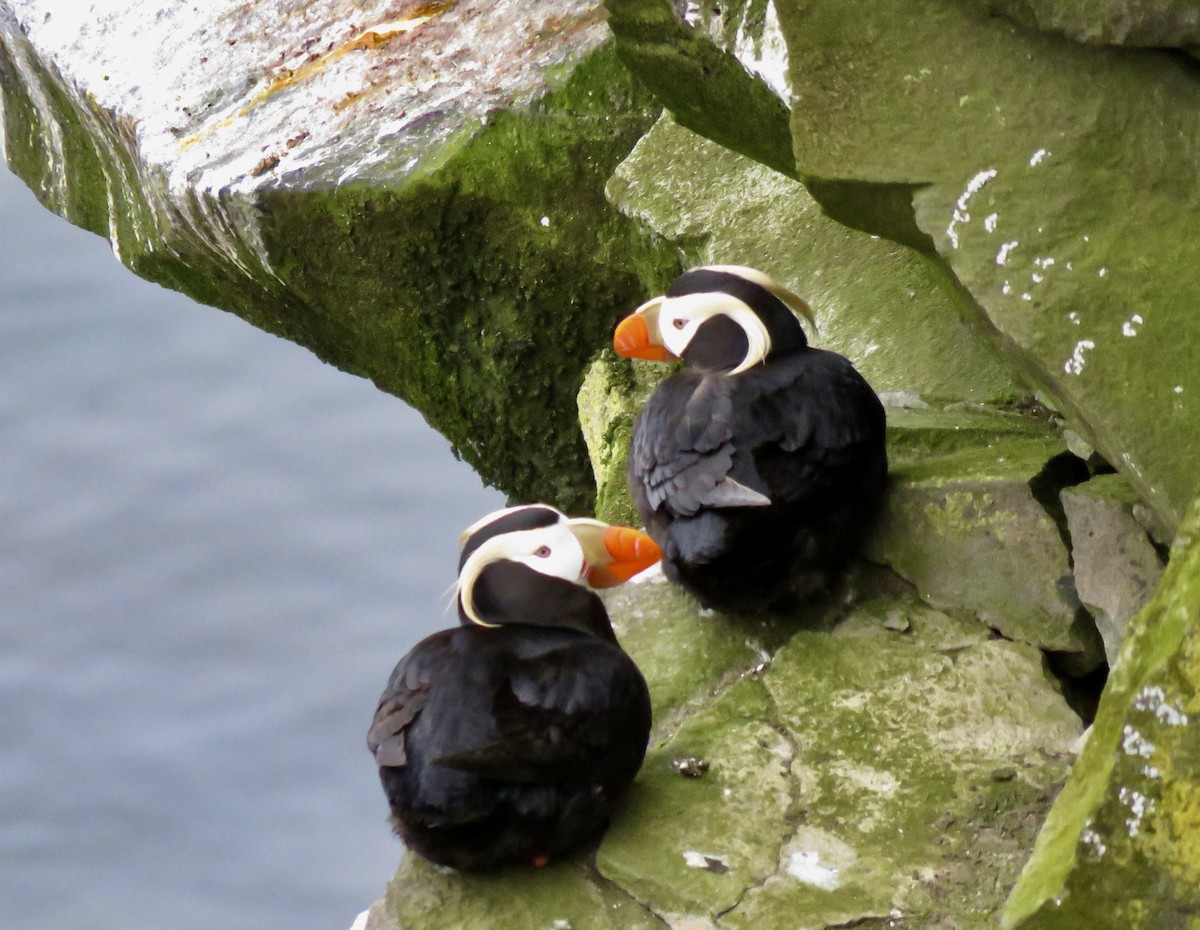 Tufted Puffin - ML621711559