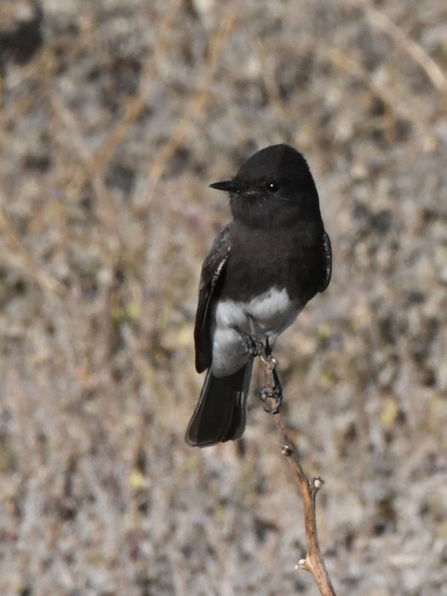 Black Phoebe - ML621711657