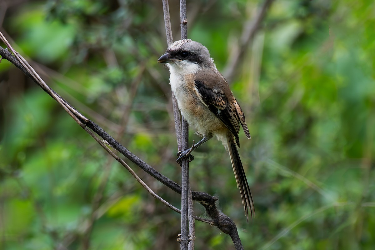 Long-tailed Shrike - ML621711676