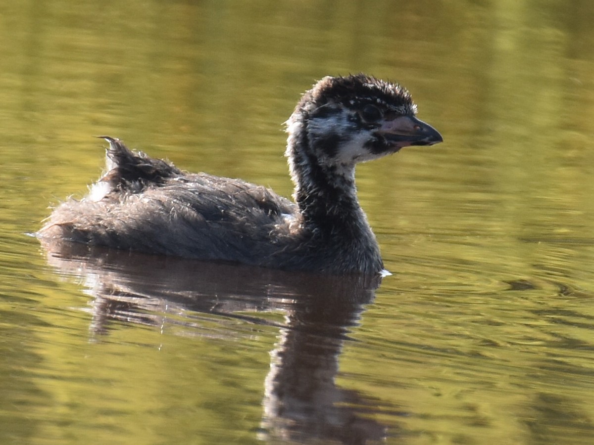 Pied-billed Grebe - ML621711828