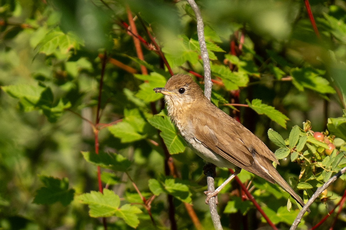 Veery - ML621711872