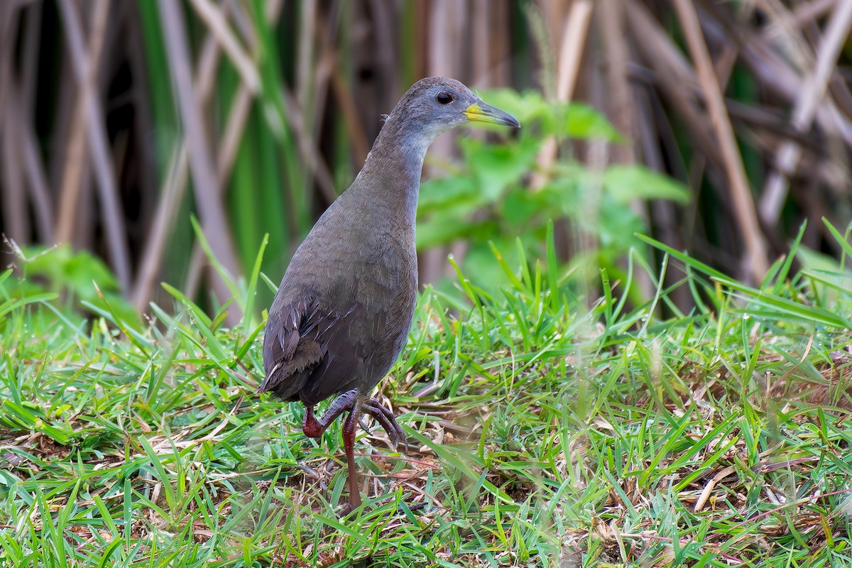 Brown Crake - ML621711895