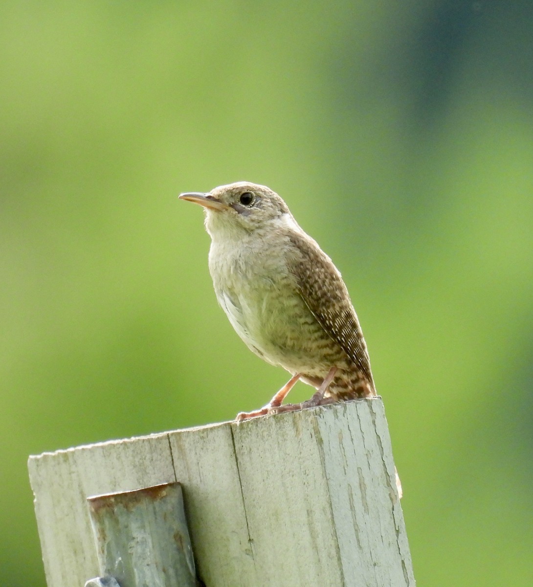 Northern House Wren - ML621711947