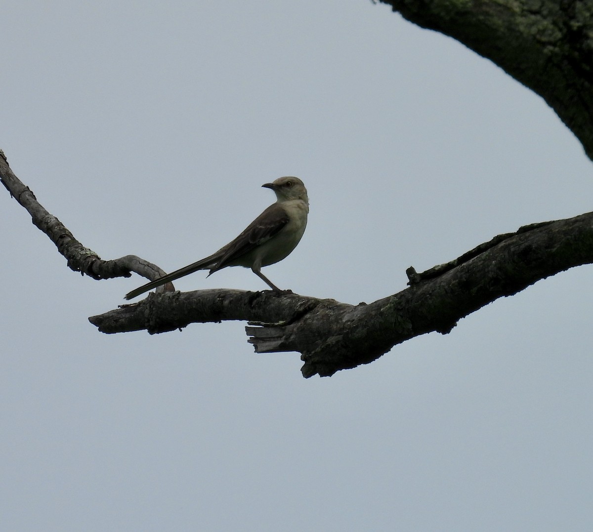 Northern Mockingbird - ML621711955