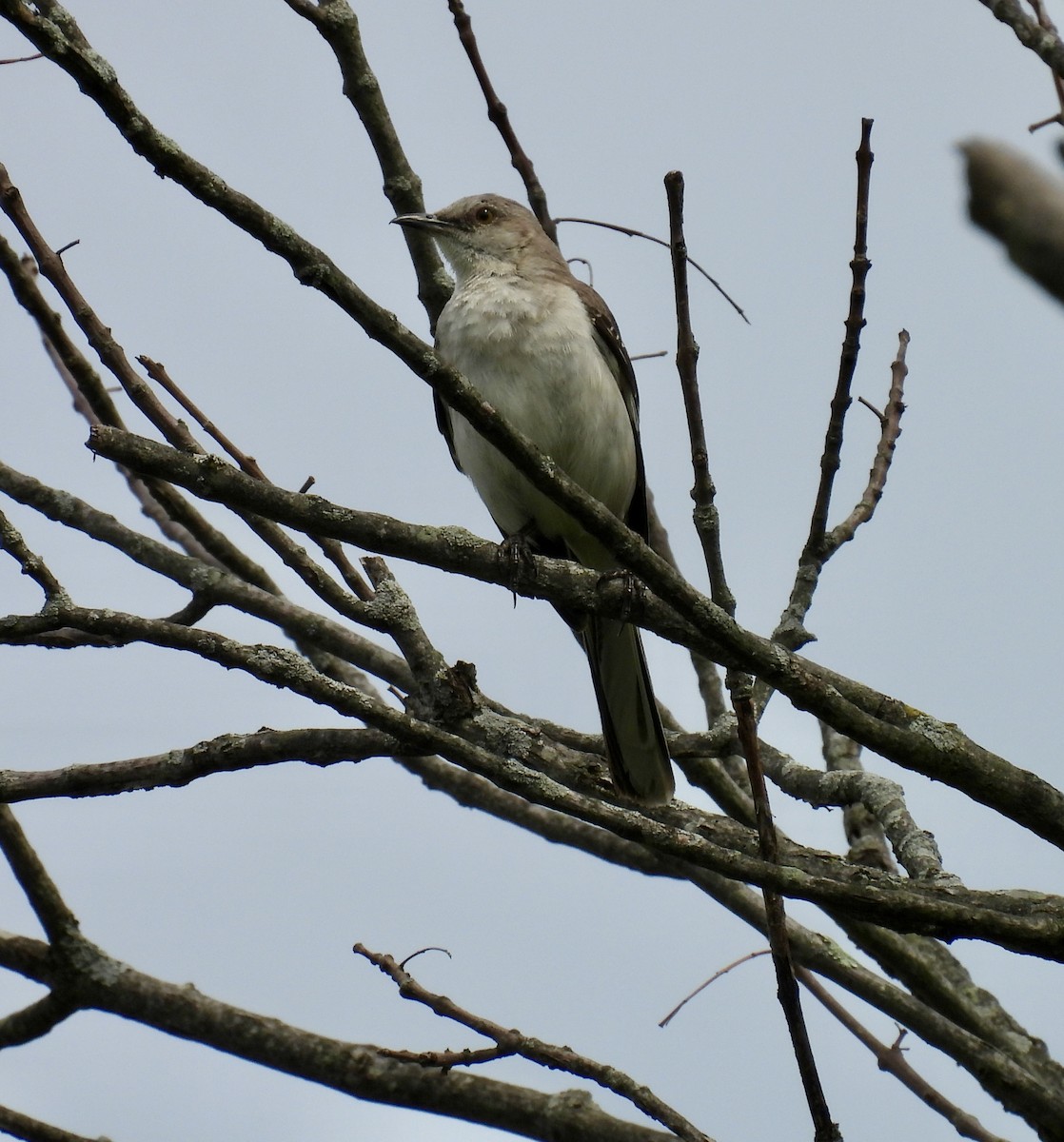 Northern Mockingbird - ML621711956
