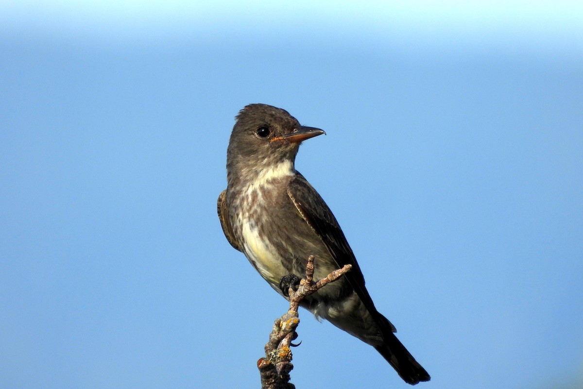 Olive-sided Flycatcher - ML621711958