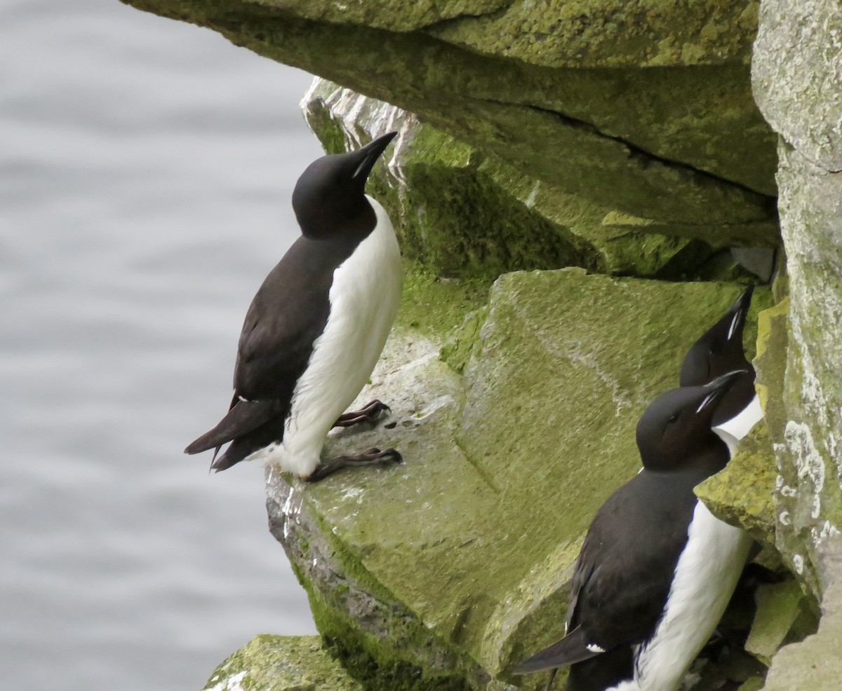 Thick-billed Murre - ML621711964