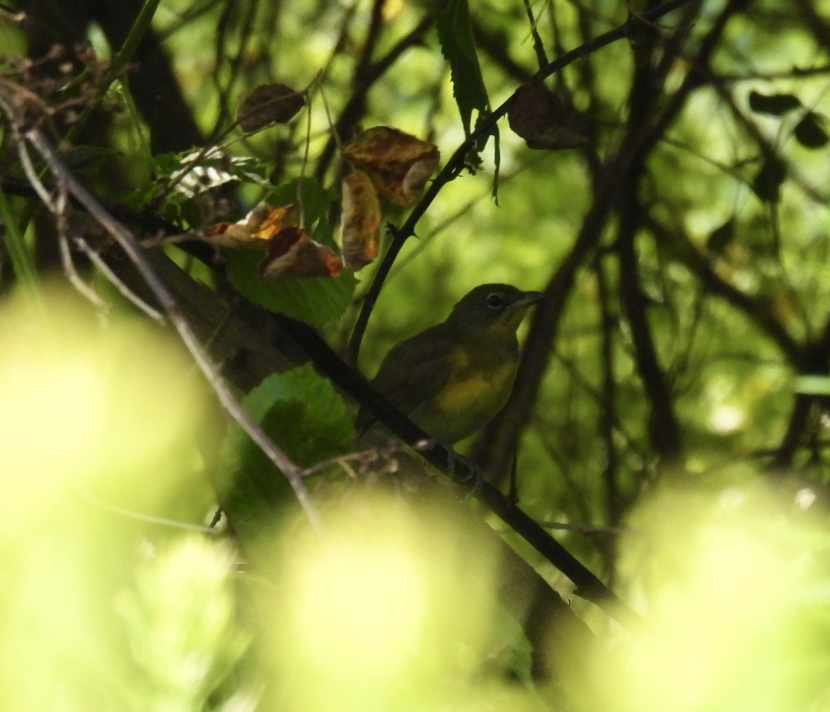 Yellow-breasted Chat - ML621711965
