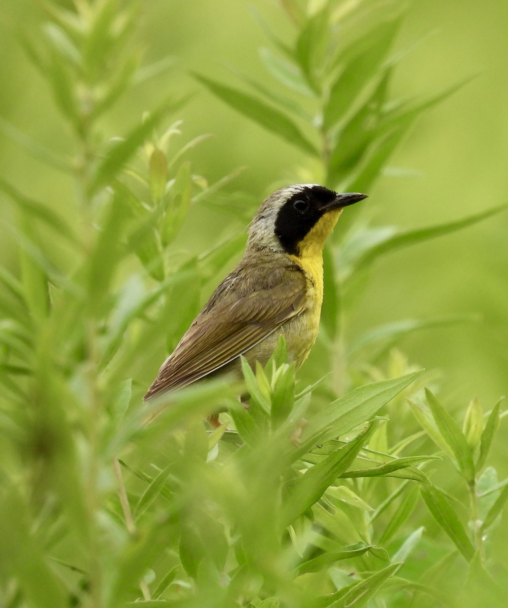 Common Yellowthroat - ML621711974