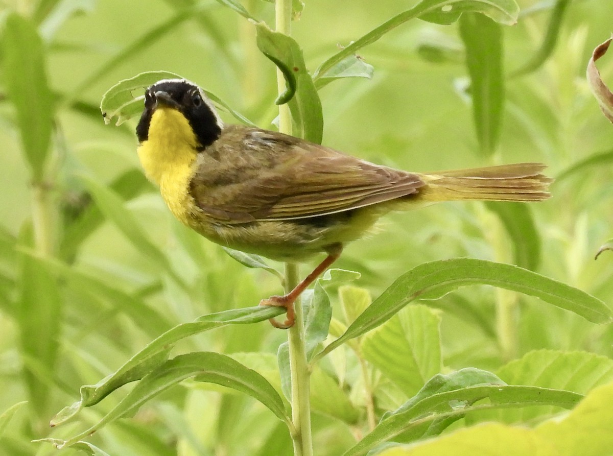 Common Yellowthroat - ML621711975