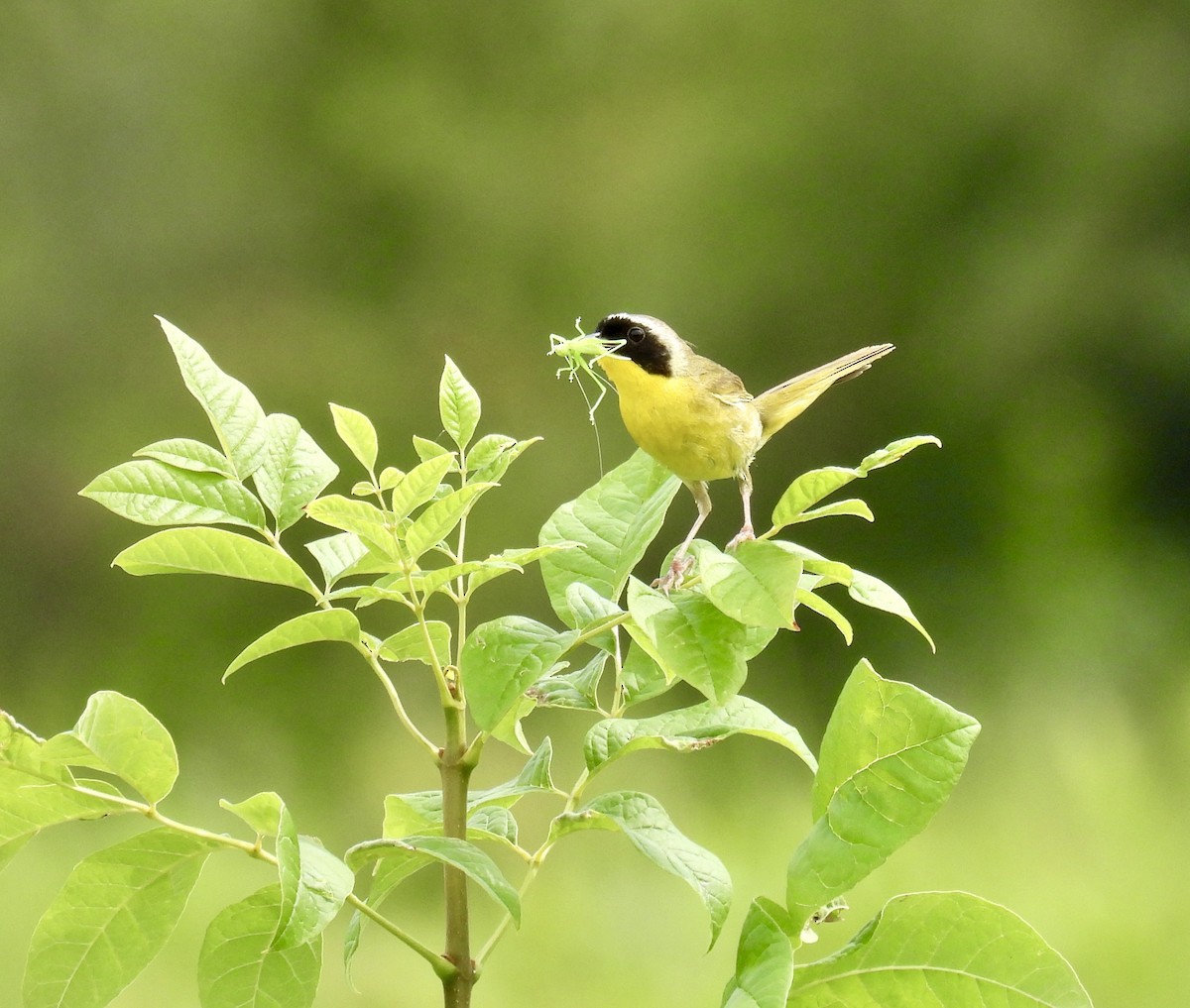 Common Yellowthroat - ML621711976