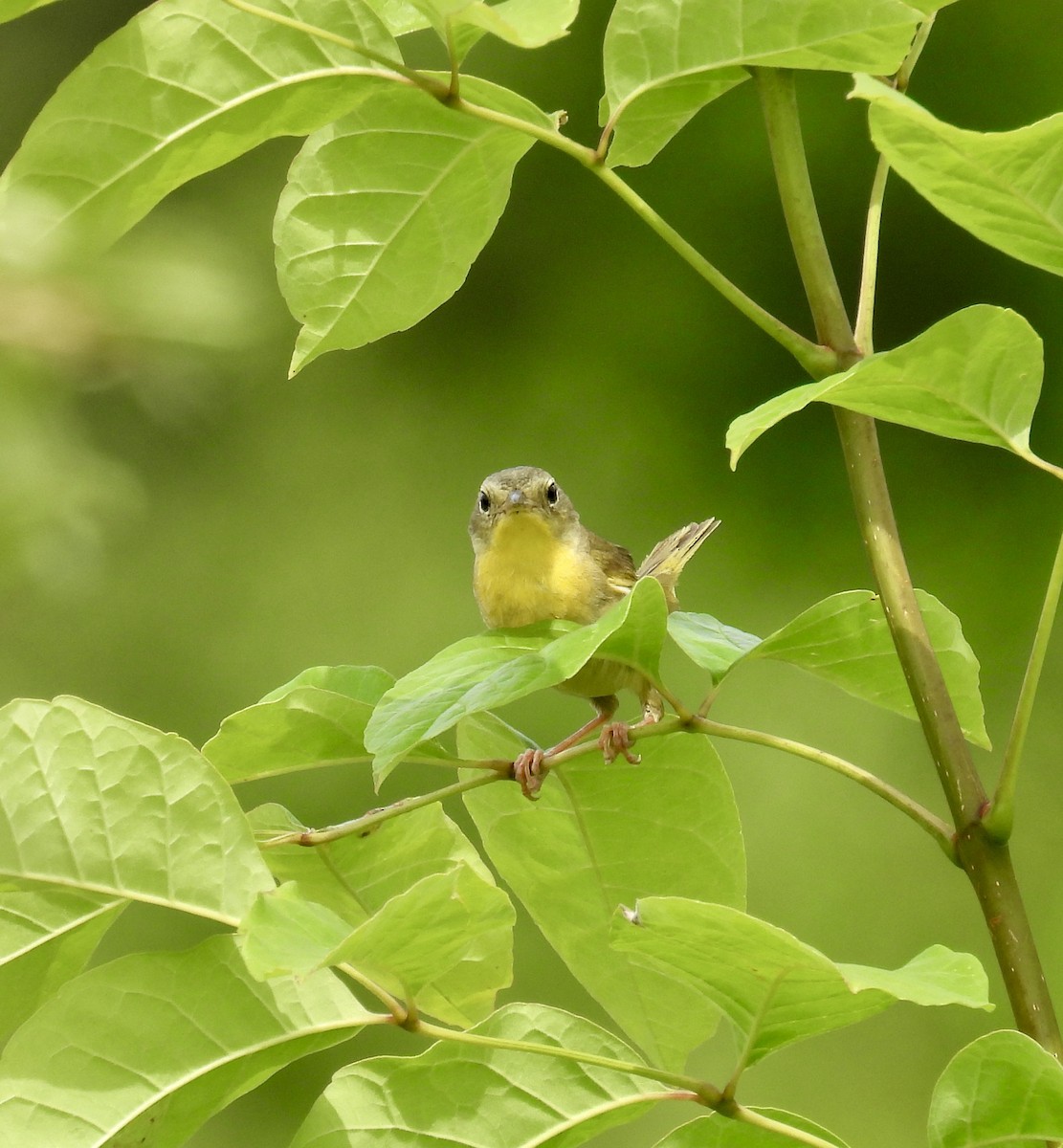 Common Yellowthroat - ML621711977