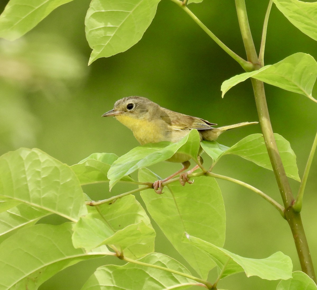 Common Yellowthroat - ML621711978
