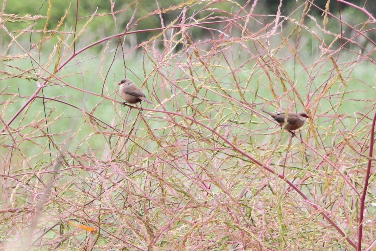 Common Waxbill - ML621711984