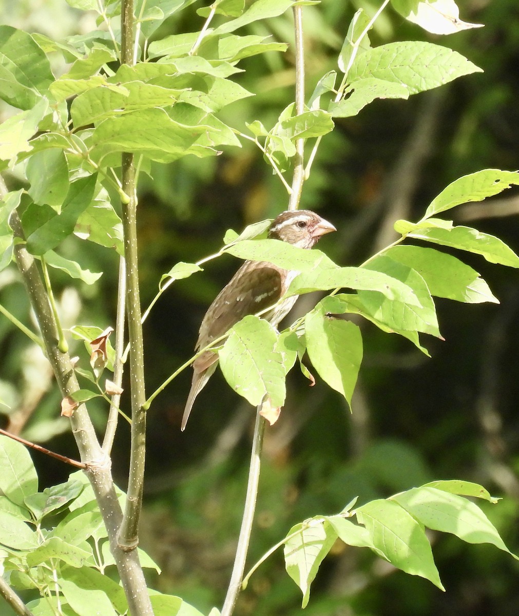 Rose-breasted Grosbeak - ML621711985