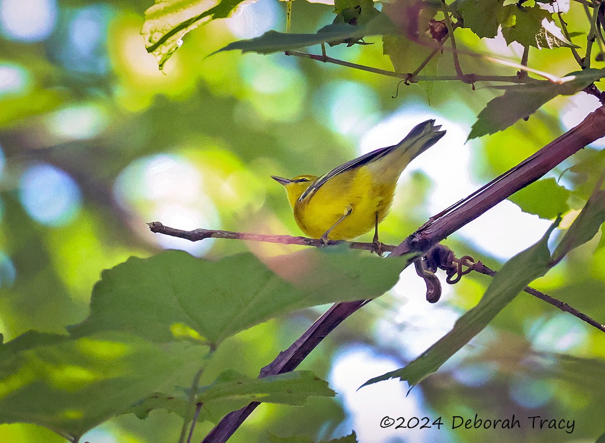 Blue-winged Warbler - ML621711994