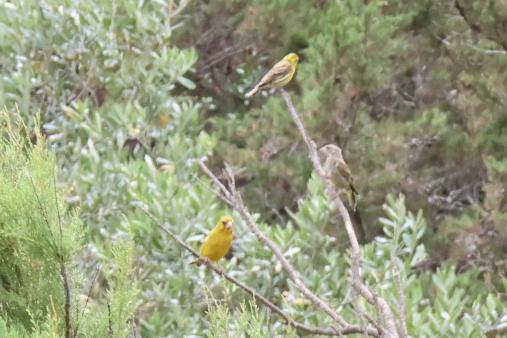 European Greenfinch - ML621712024