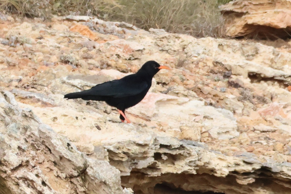 Red-billed Chough - ML621712040