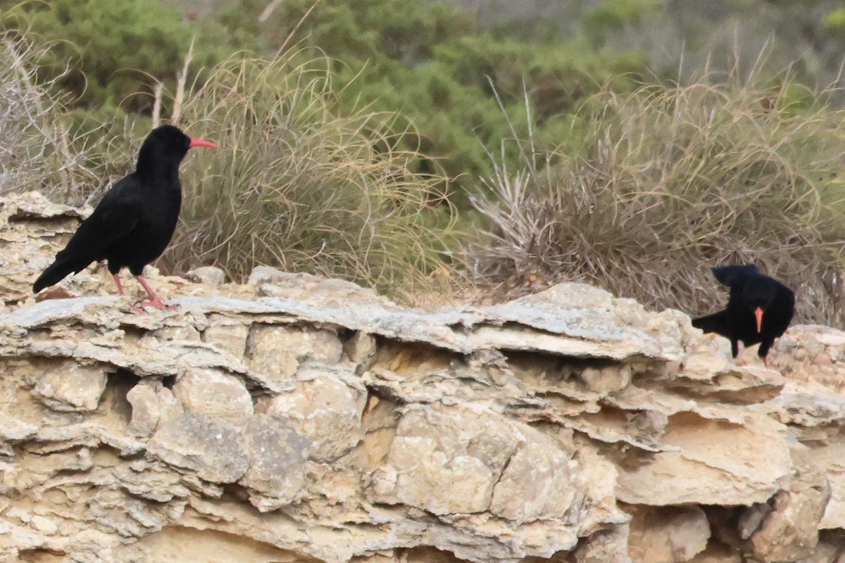 Red-billed Chough - ML621712041