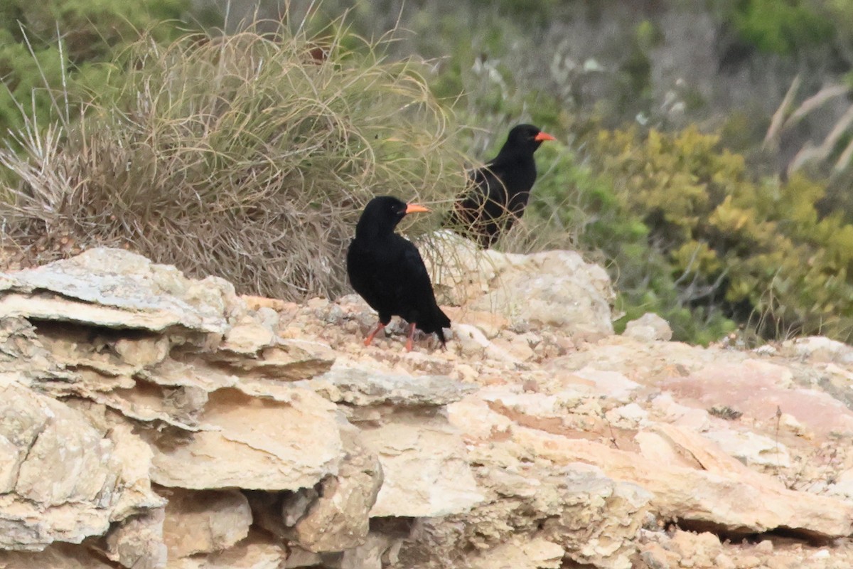 Red-billed Chough - ML621712043