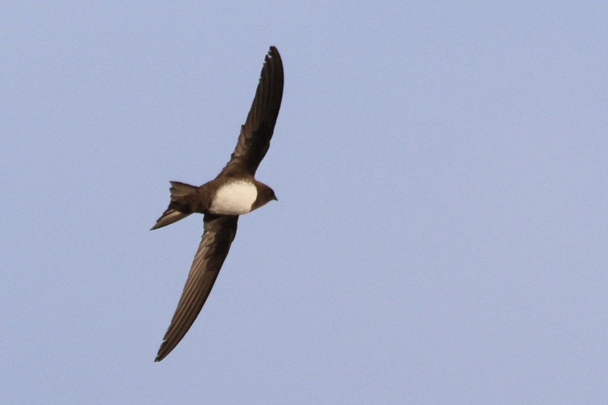 Alpine Swift - Alexandre Hespanhol Leitão