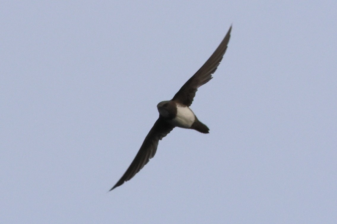 Alpine Swift - ML621712054