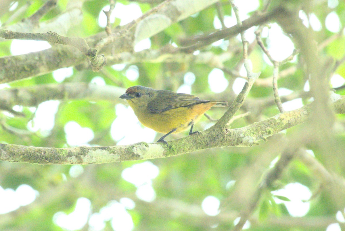 Fulvous-vented Euphonia - ML621712059