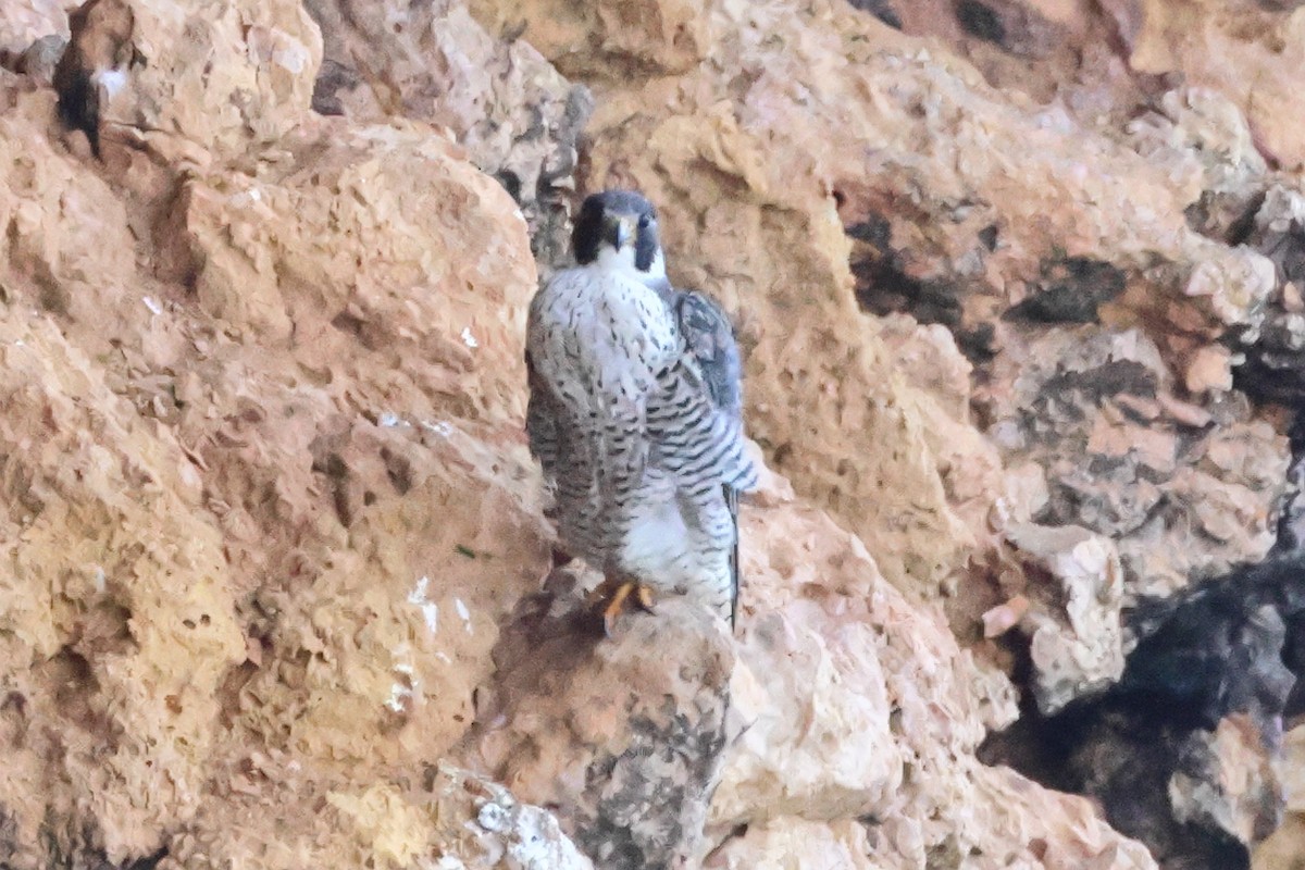 Peregrine Falcon - ML621712069