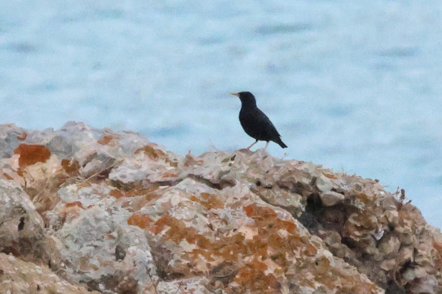 Spotless Starling - ML621712085