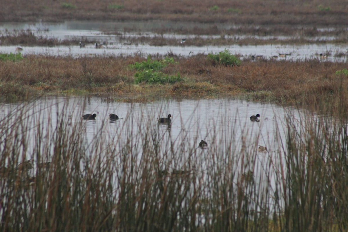 Red-fronted Coot - ML621712097