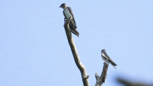 Purple Martin - ML621712185