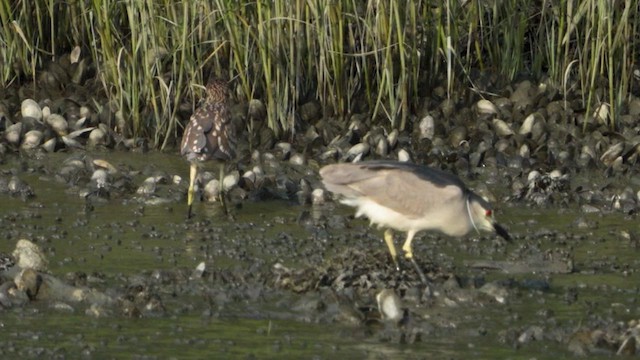 Black-crowned Night Heron - ML621712187