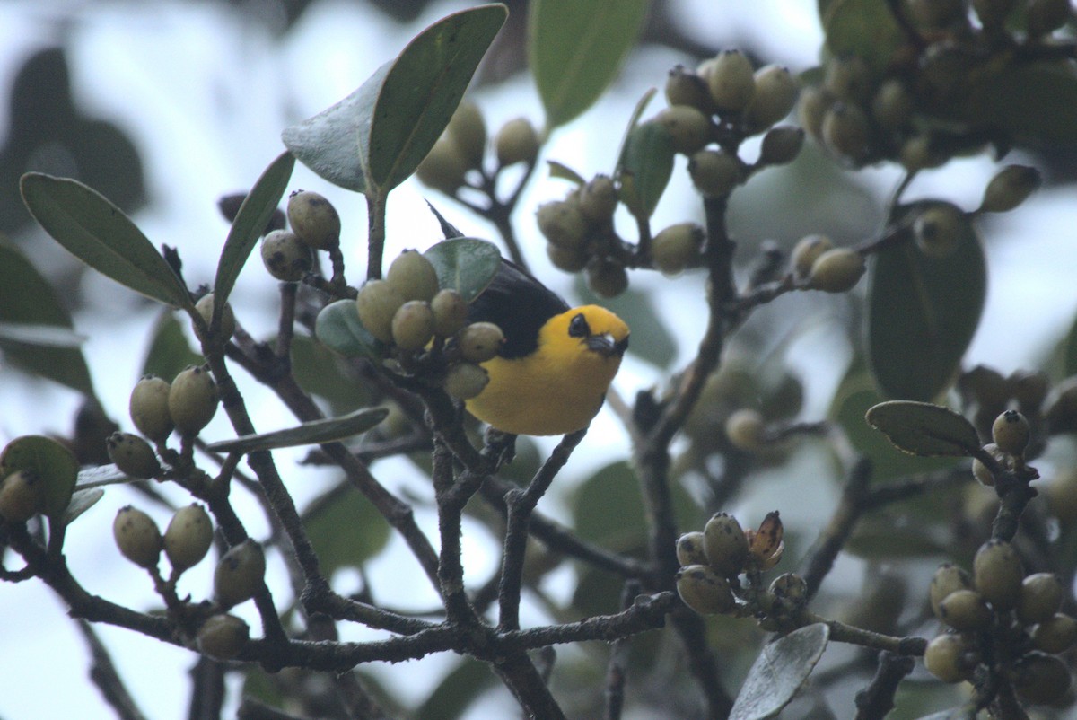 Black-and-yellow Tanager - ML621712226