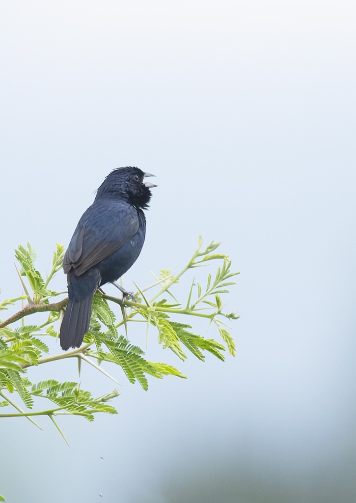 Blue-black Grassquit - ML621712248