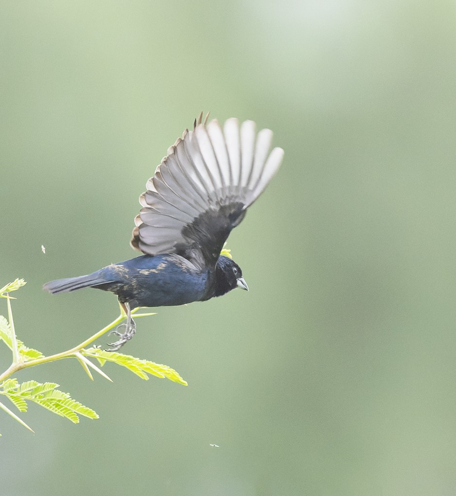 Blue-black Grassquit - ML621712250