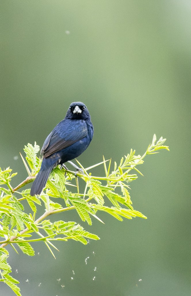 Blue-black Grassquit - ML621712251