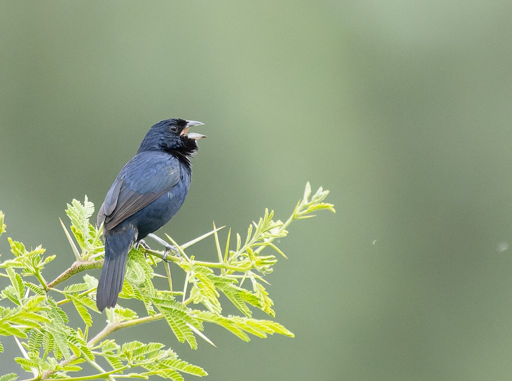 Blue-black Grassquit - ML621712252