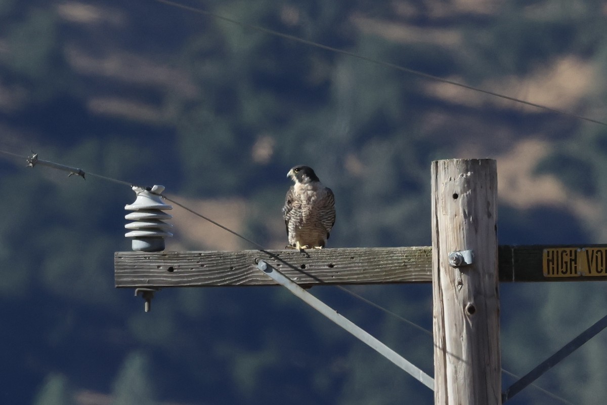 Peregrine Falcon - ML621712270